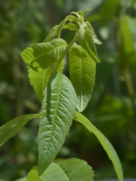 lemon bush plant kitchen herb