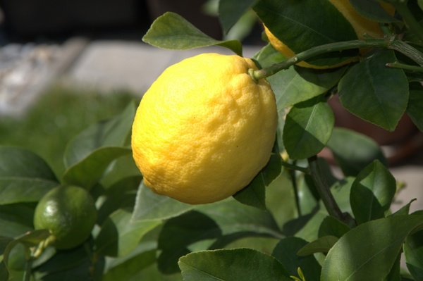 lemon citrus fruit fruit