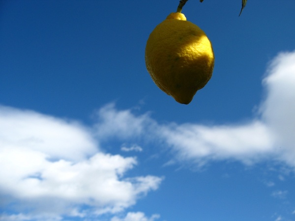 lemon citrus spain