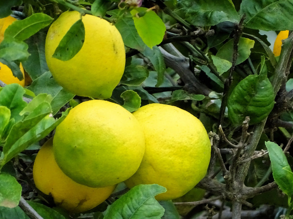 lemon tree alden cornell molokai hawaii