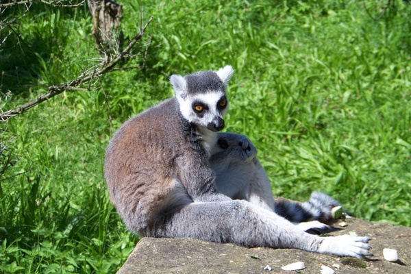 lemur animal wild life 
