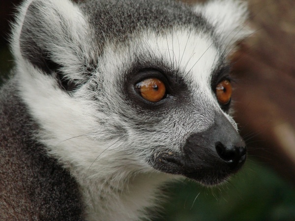lemur madagascar monkey