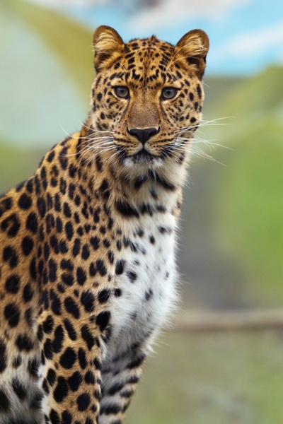 leopard 