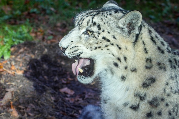 leopard animal cat