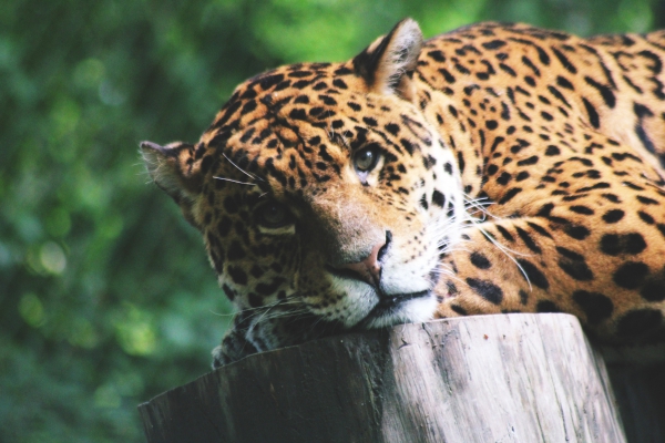 leopard closeup 