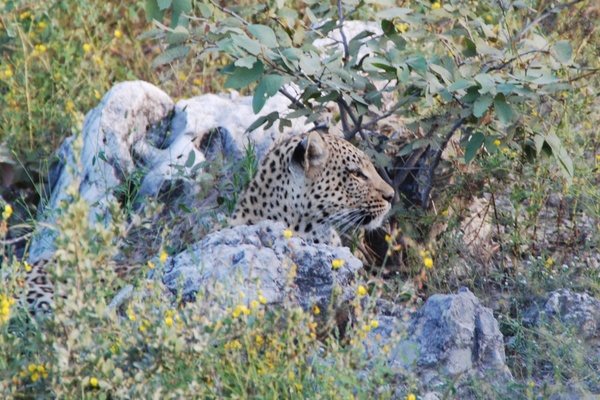 leopard concerns animal