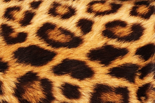 leopard flannel highdefinition picture 4