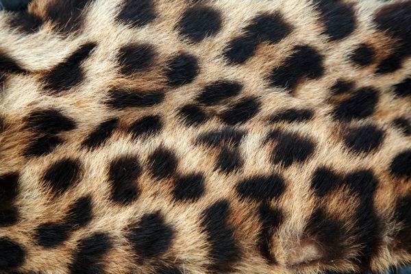 leopard flannel highdefinition picture 5