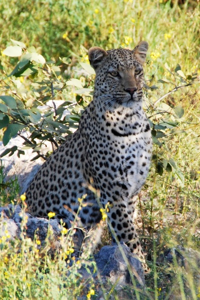 leopard sit animal