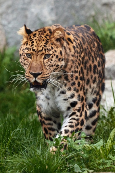 leopard walking