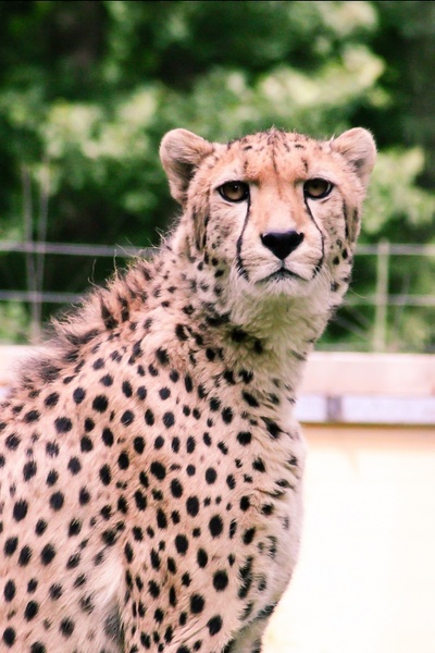 leopard zoo pets