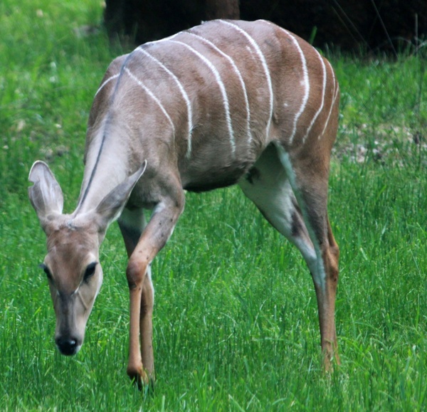 lesser kudu 