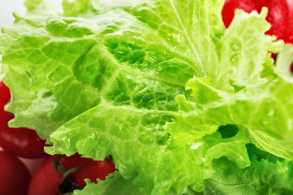 lettuce closeup highdefinition picture