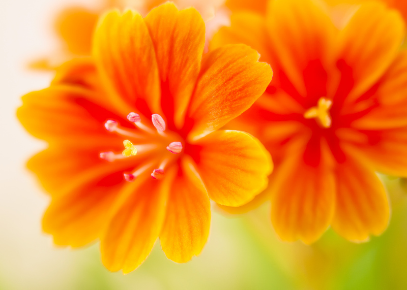 lewisia flower backdrop picture blurred closeup elegance 
