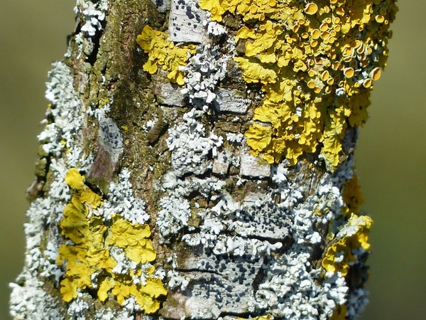 lichen grey laubflechte ordinary gelbflechte