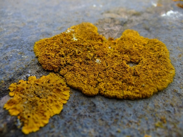 lichen growing on a wall