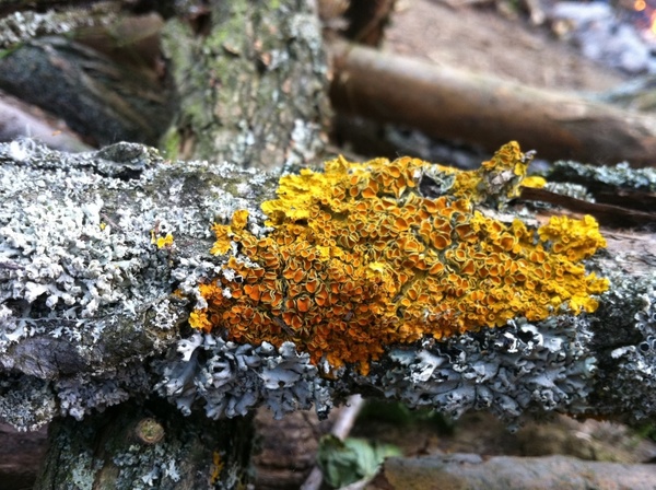 lichen nature branch 