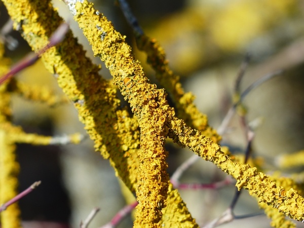 lichen ordinary gelbflechte road