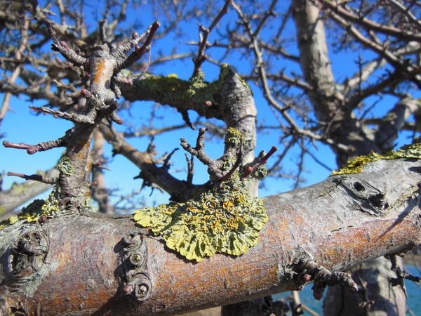 lichens lichen lichen on branches 