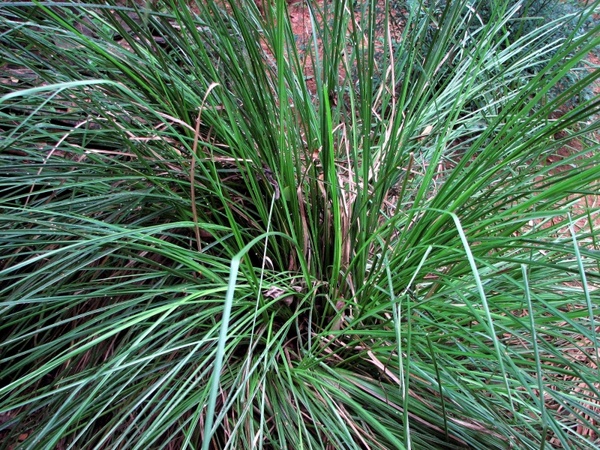 licorice grass grass horst