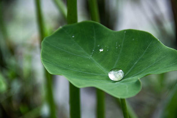 life is like a drop of water on a taro leaf
