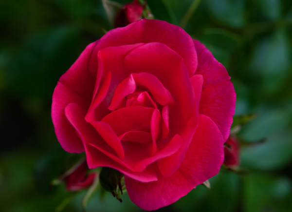 light red rose