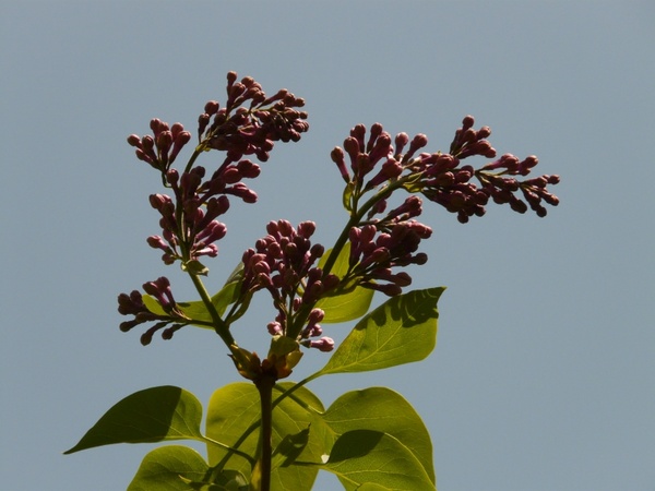 lilac common lilac ornamental shrub