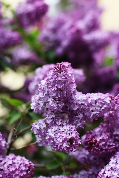 lilac spring may