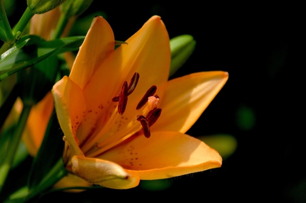 lilie daylily flower