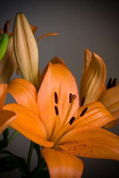 lilies lily name