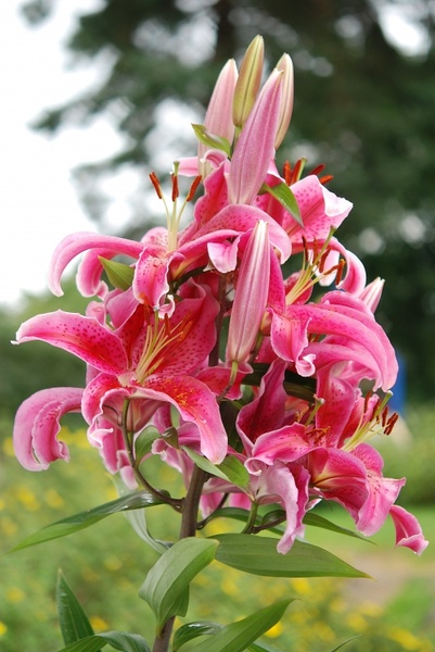 lilly flower leaf 