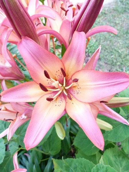 lilly flower plant