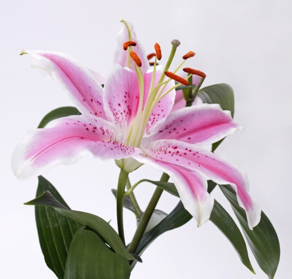 closeup of beautiful lily flower
