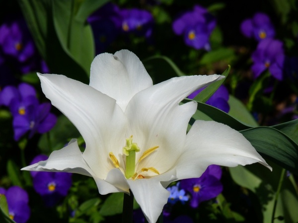 lily flower white