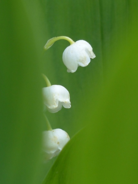 lily of the valley flower white