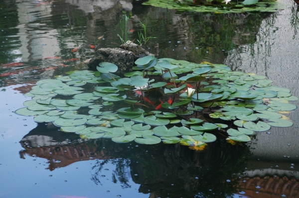 lily pads and goldfish