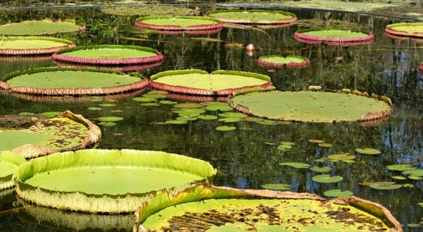 lily pads pond pool 
