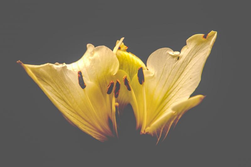 lily petal backdrop elegant contrast closeup 