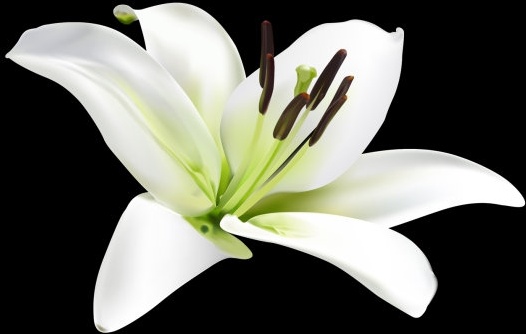 Free Free 245 Lily Flower Svg Free SVG PNG EPS DXF File