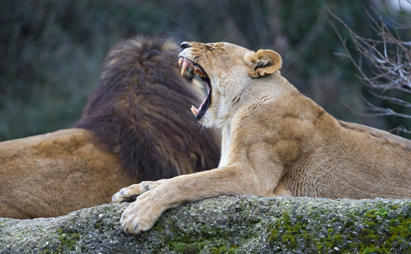 lion and lioness 