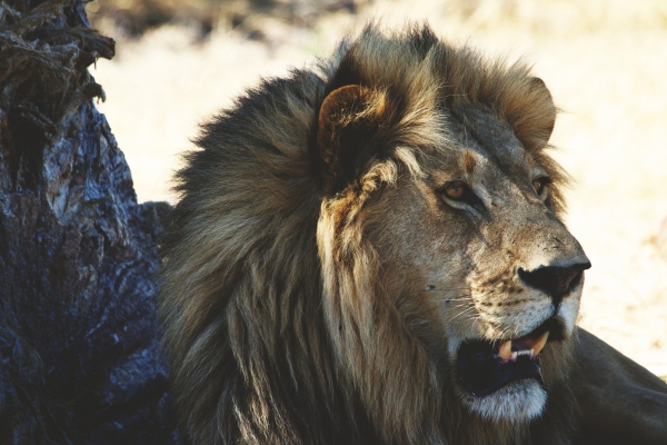 lion closeup 