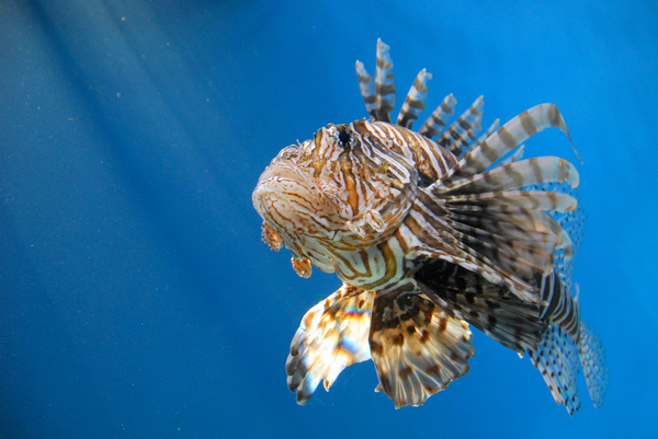 lion fish 