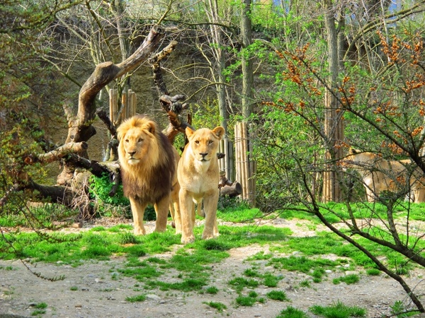 lion lioness zoo