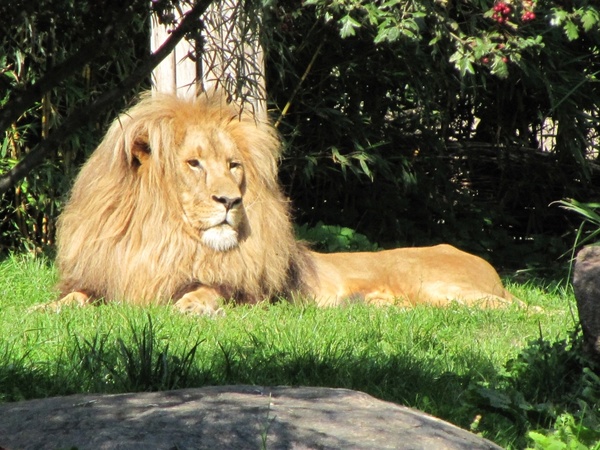 lion males zoo leipzig