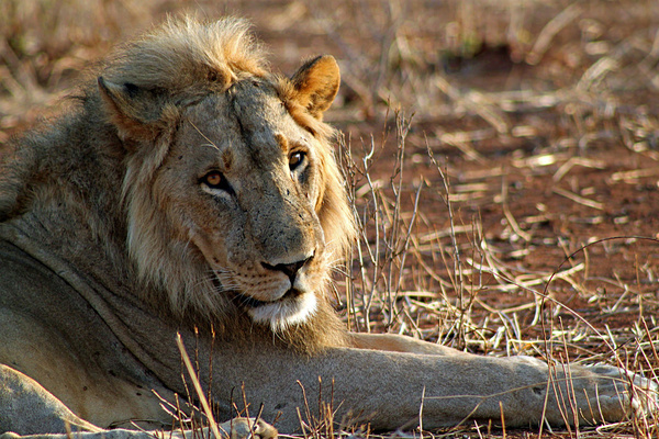 lion panthera leo 