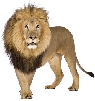 lion picture 