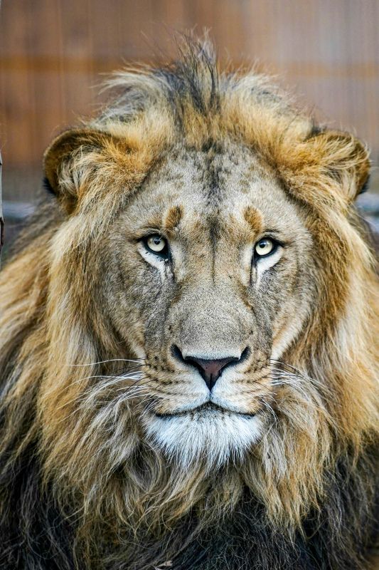 lion picture realistic closeup  