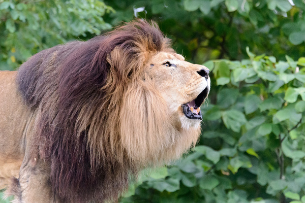 lion roaring profile