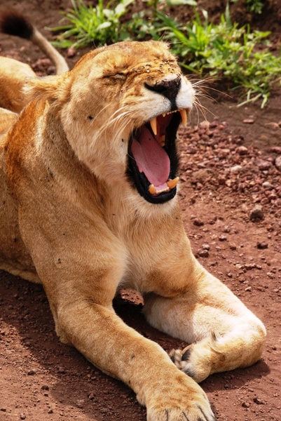lion serengeti safari