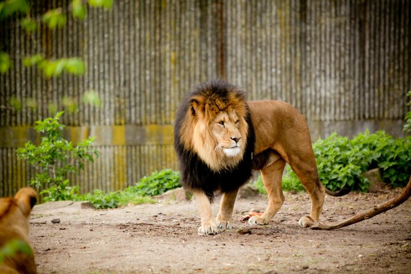 lion zoo scene picture realistic modern 